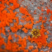 Framed Canvas Print - Lichen Detail