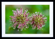 Framed Print - Buzzy Droplets