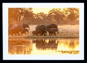 Framed Print - Elephant Reflections