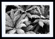 Framed Print - Fern Canopy