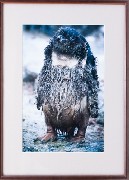 Framed Print - Hippy Penguin