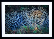 Framed Print - Leopard