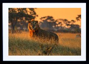 Framed Print - Majestic Lion