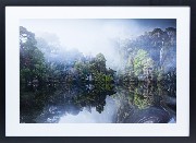 Framed Print - Snowgum