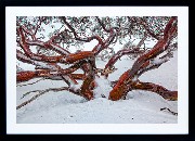 Framed Print - Red Snowgum