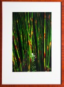 Framed Print - Reeds