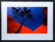 Framed Print - Uluru Bloodwood