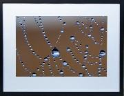 Framed Print - Web droplets