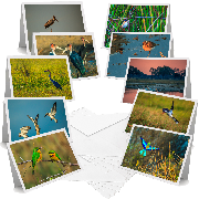 African Birds - Greeting Cards (Pack of 10)