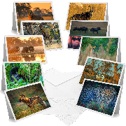 African Mammals - Greeting Cards (Pack of 10)