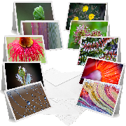 Small Things - Greeting Cards (Pack of 10)