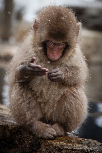 A baby macaque enjoying an onsen in Jigokudani Monkey Park in Nagano