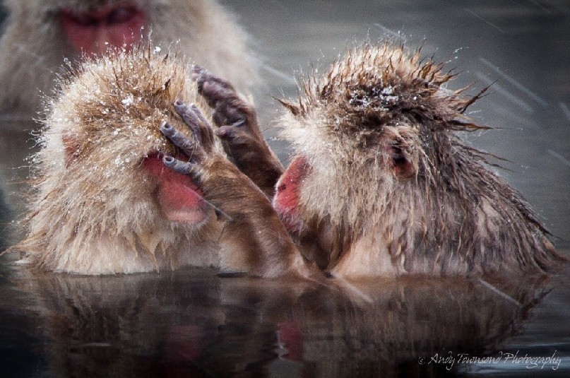 Japanese macaque (Macaca fuscata) grooming in hot springs near Nagano.