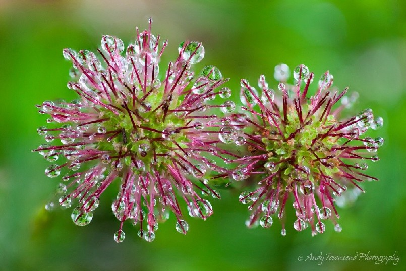 Small water droplets coat the seeds of this buzzy (Acaena novae-zelandiae).