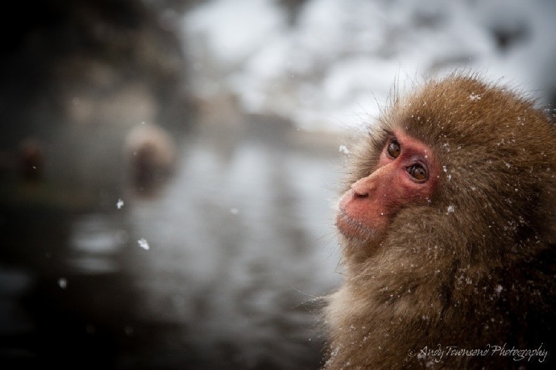 Macaque in outdoor bath at Jigokudani Monkey Park