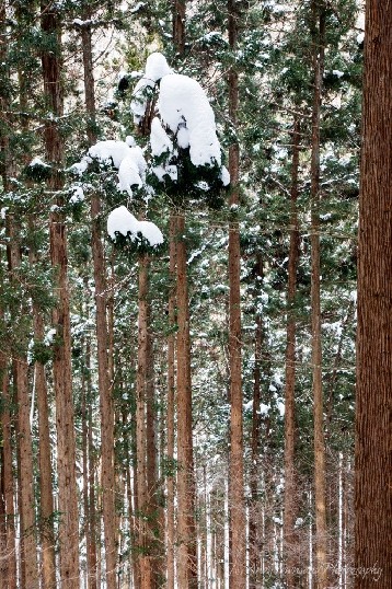 Snow balances on tall forest slopes of the Jigokudani valley.