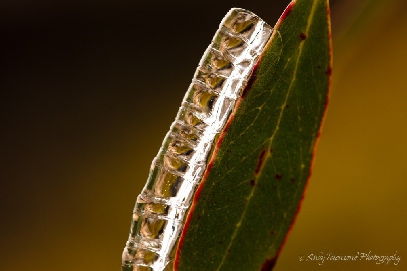 A drop in temperature overnight turns rain to ice on this snow gum (Eucalyptus pauciflora) leaf in Mt Field National Park.
