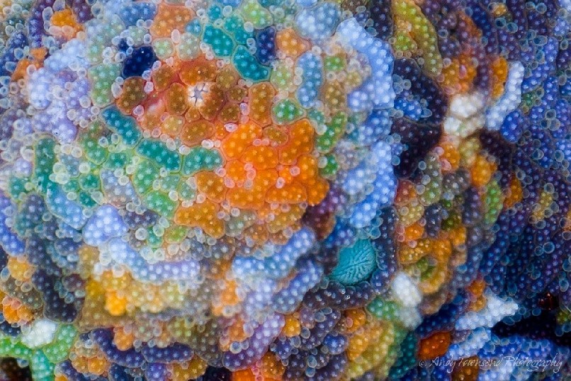 The colourful top-side of this starfish shows intricate details and patterns.