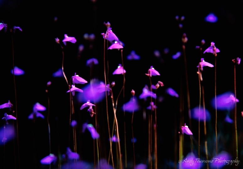 A closeup of Utricularia dichotoma, commonly known as fairy aprons in the Tarkine region.