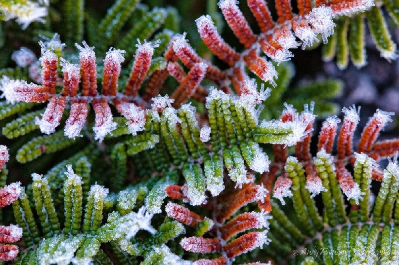 On cool, clear mornings frost builds on this coral fern to produce tiny hollow tubular columns of ice.
