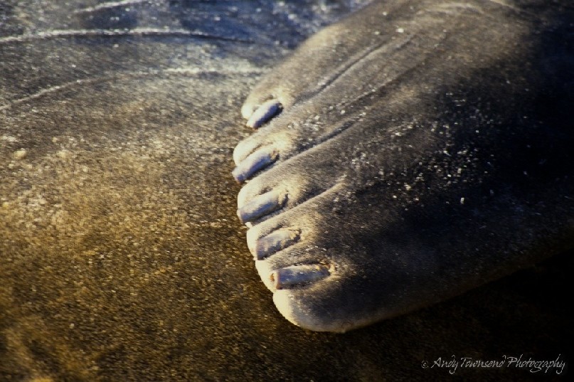 A closeup detail of an elephant seal's flipper and toenails.