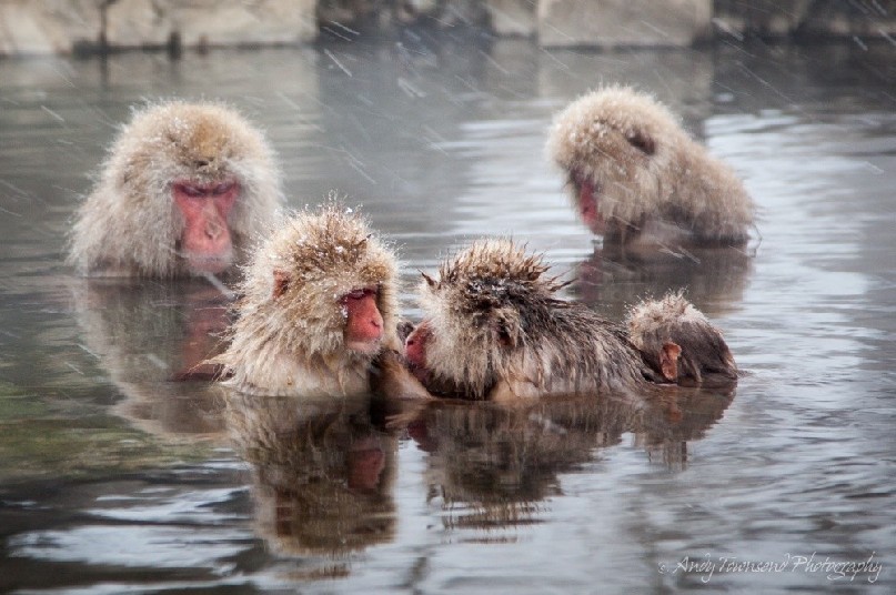 Macaques enjoying an onsen in Jigokudani Monkey Park in Nagano