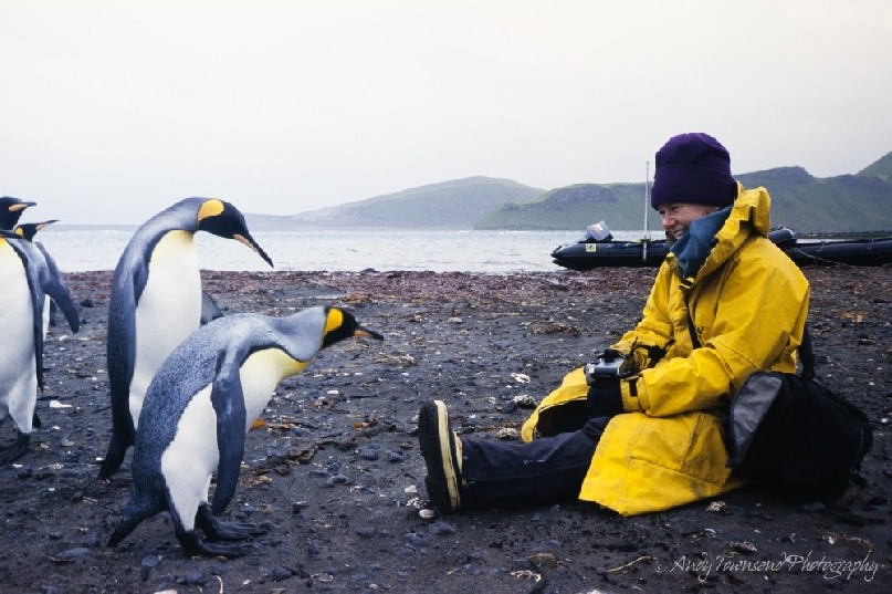 A group of king penguins check out a visitor at Atlas Cove on Heard Island.