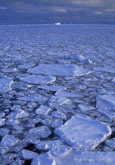 Pancake ice stretches to the horizon where a distant berg catches the sun.
