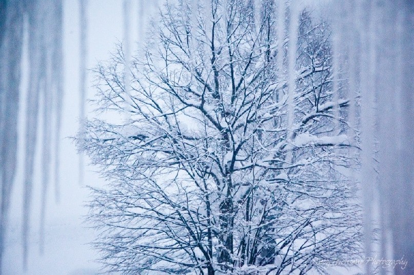Icicles frame the view through to a snow laden beech tree (Fagus crenata) in the Japanese Alps.