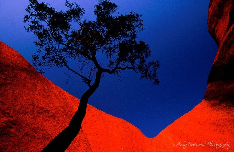 This bloodwood copes with all but the very driest habitats. This one had taken root in a semi-permanent waterhole next to the sheer rock face of Kantju Gorge in the Uluru / Kata Tjuta National Park, a site held sacred by the Arrent Aboriginal people of Central Australia.