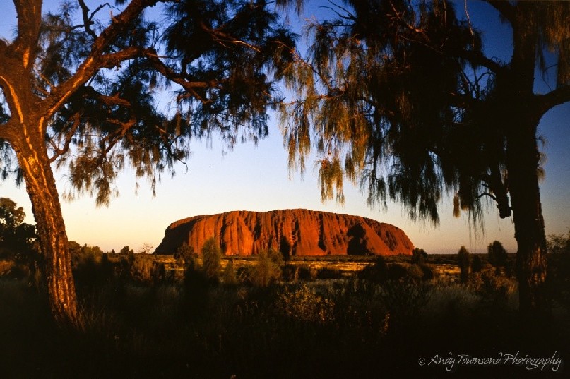 Last light on Uluru is framed between two desert oaks.