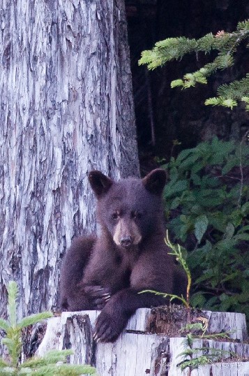 A black bear (Ursus americanus) cub sits on an old logging stump in a relaxed position.