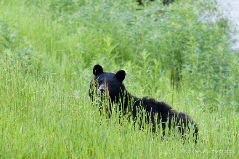 A black bear (Ursus americanus) in lush summer grass pauses to look.