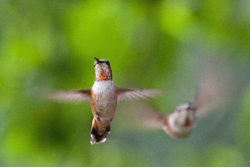 A closeup of two rufous hummingbirds (Selasphorus rufus) in flight.