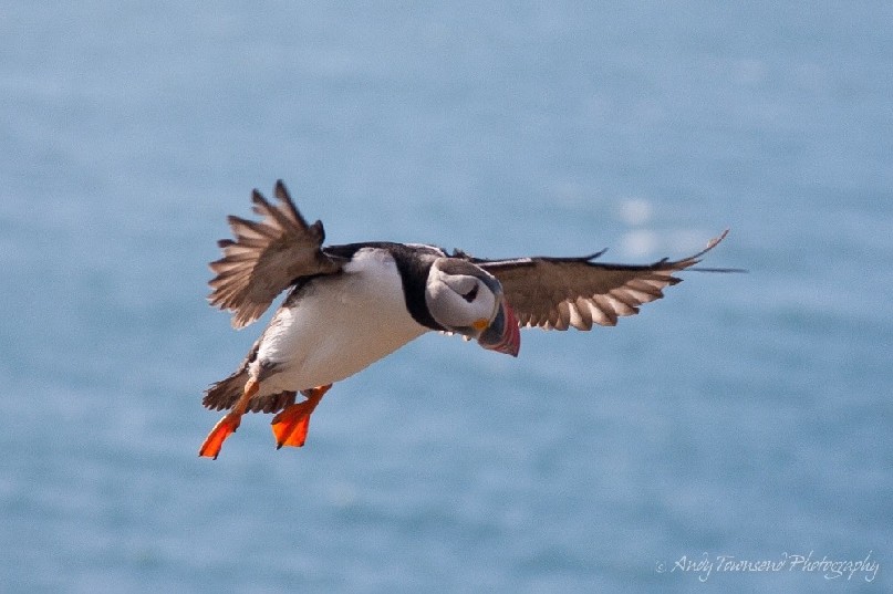 An atlantic puffin (Fratercula arctica) glides back to it's nest after a journey out to sea to feed.