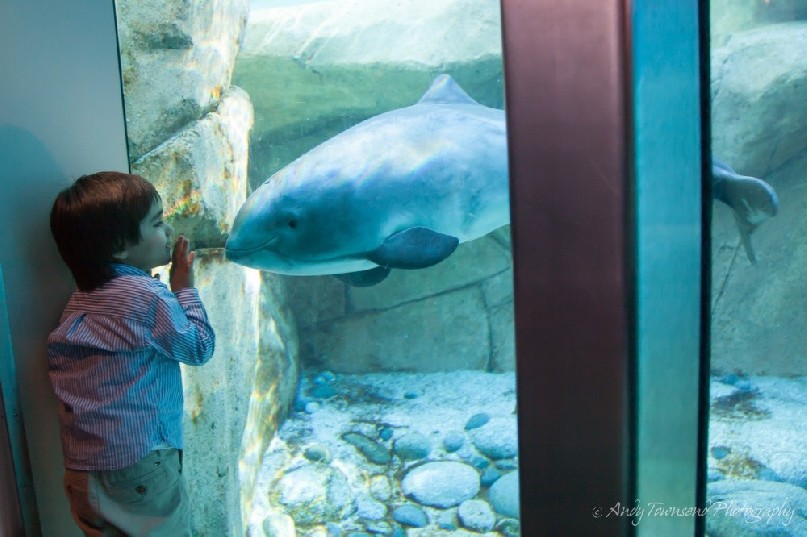 A young boy and harbour porpoise (Phocoena phocoena) pause to contemplate each other.