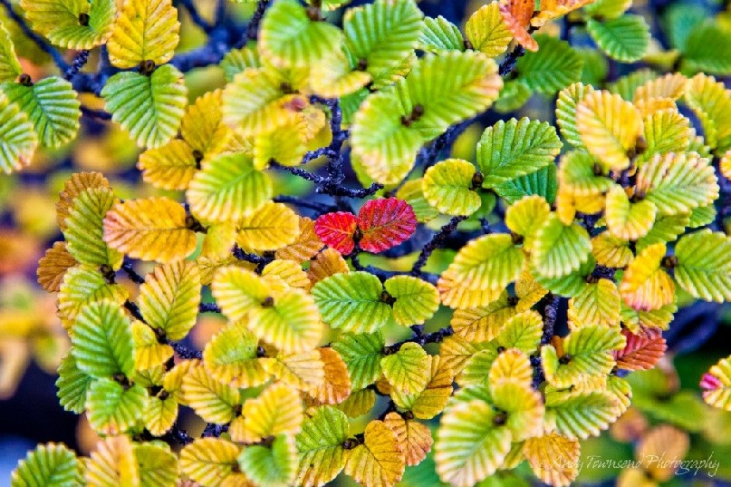 Yellow and orange-coloured fagus, a deciduous beech tree (Nothofagus gunnii) in the alpine of the Labyrinth, Cradle Mountain / Lake St Clair National Park, Tasmania.