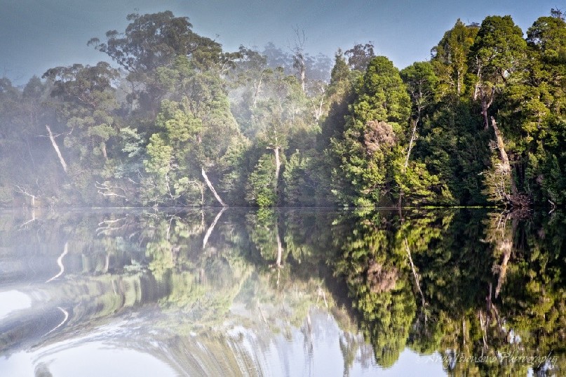 Rainforest reflections along the Pieman River.