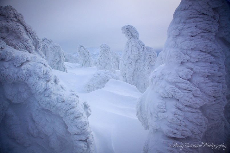 These Maries’ fir (Abies mariesii) trees are covered in rime ice, sometimes taking on the appearance of people.