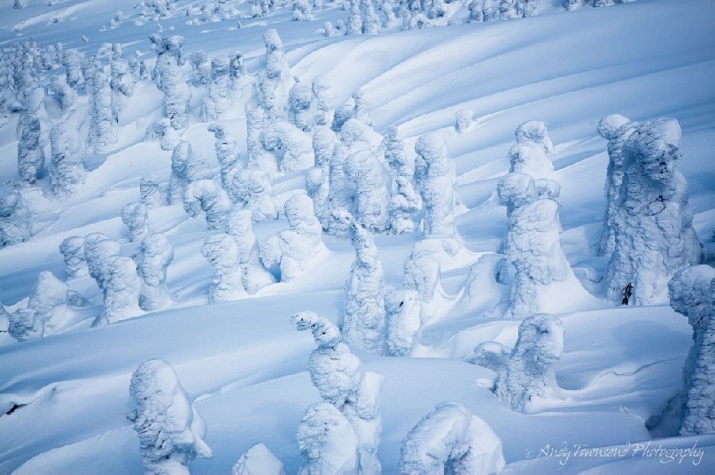Over the course of winter these Maries’ fir (Abies mariesii) trees collect a coating of rime ice forming snow monsters or juhyo.