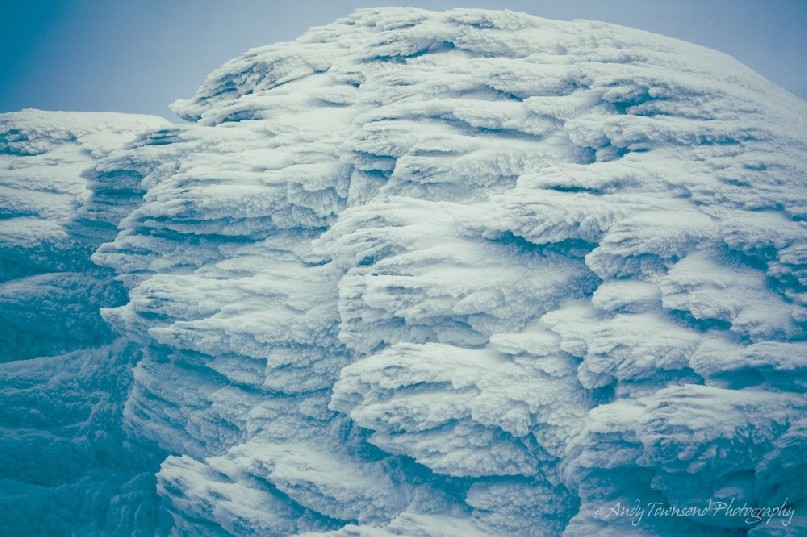 As winter progresses, each storm causes a layer of rime ice to build up on these fir trees.