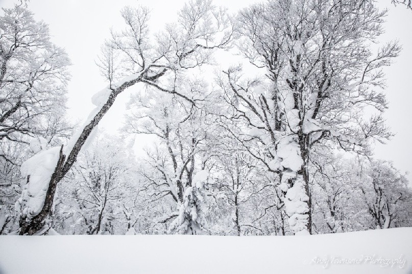 Under 4 metres of snow this old beech (Fagus crenata) forest lies in winter stillness.