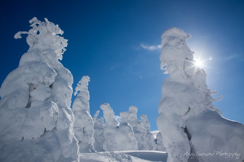 Rare winter sun shines over a forest of Maries’ fir (Abies mariesii) trees.