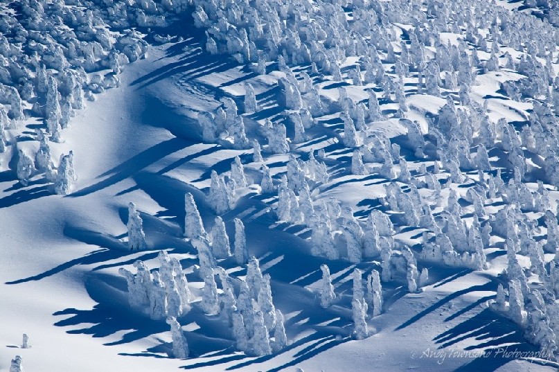 Wind sculpted snow weaves through a forest of Maries’ fir (Abies mariesii) trees.