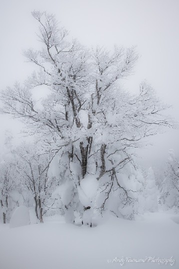 An old beech forest in winter with heavy snow buildup in the lower branches.