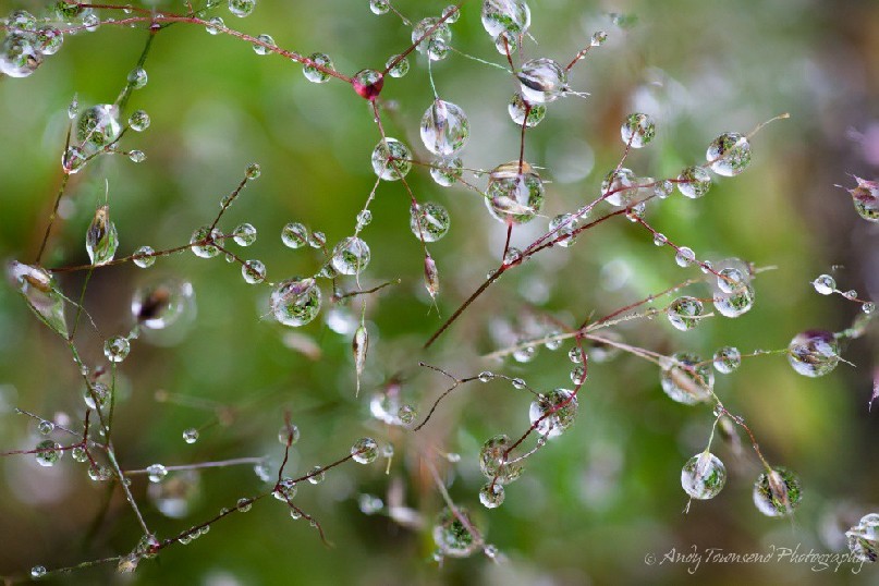 A closeup of small water droplets coating fine grass stems.