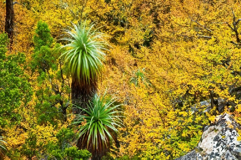 Bright autumn colours of fagus or Deciduous beech (Nothofagus gunnii) with green Pandani (Richea pandanifolia) in the Labyrinth, Cradle Mountain Lake St Clair National Park, Tasmania.