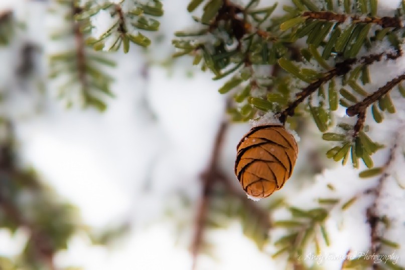 A Maries’ fir (Abies mariesii) cone with snow.