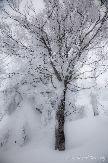 Multiple snow falls coat these fir and beech trees.