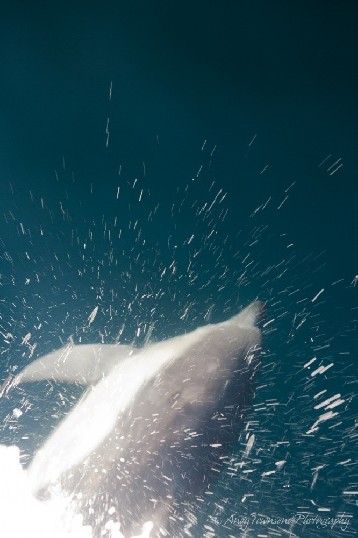 A Common bottlenose dolphin (Tursiops truncatus) plays in the bow wave off Southwest cape, Tasmania.